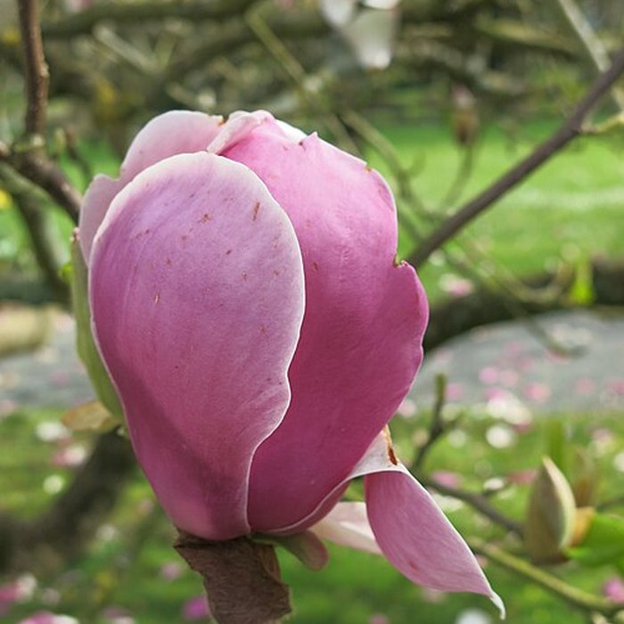 Photo de Couvent des Capucins de Coulommiers