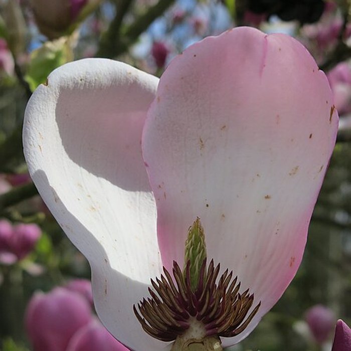 Photo de Couvent des Capucins de Coulommiers