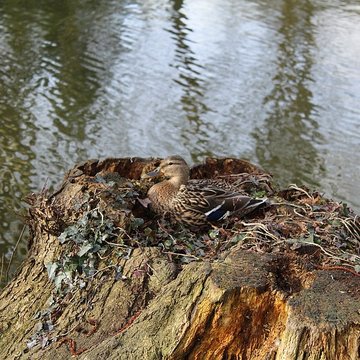 Couvent des Capucins de Coulommiers