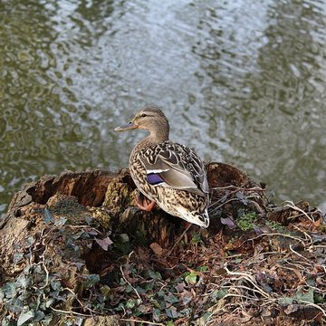 Couvent des Capucins de Coulommiers