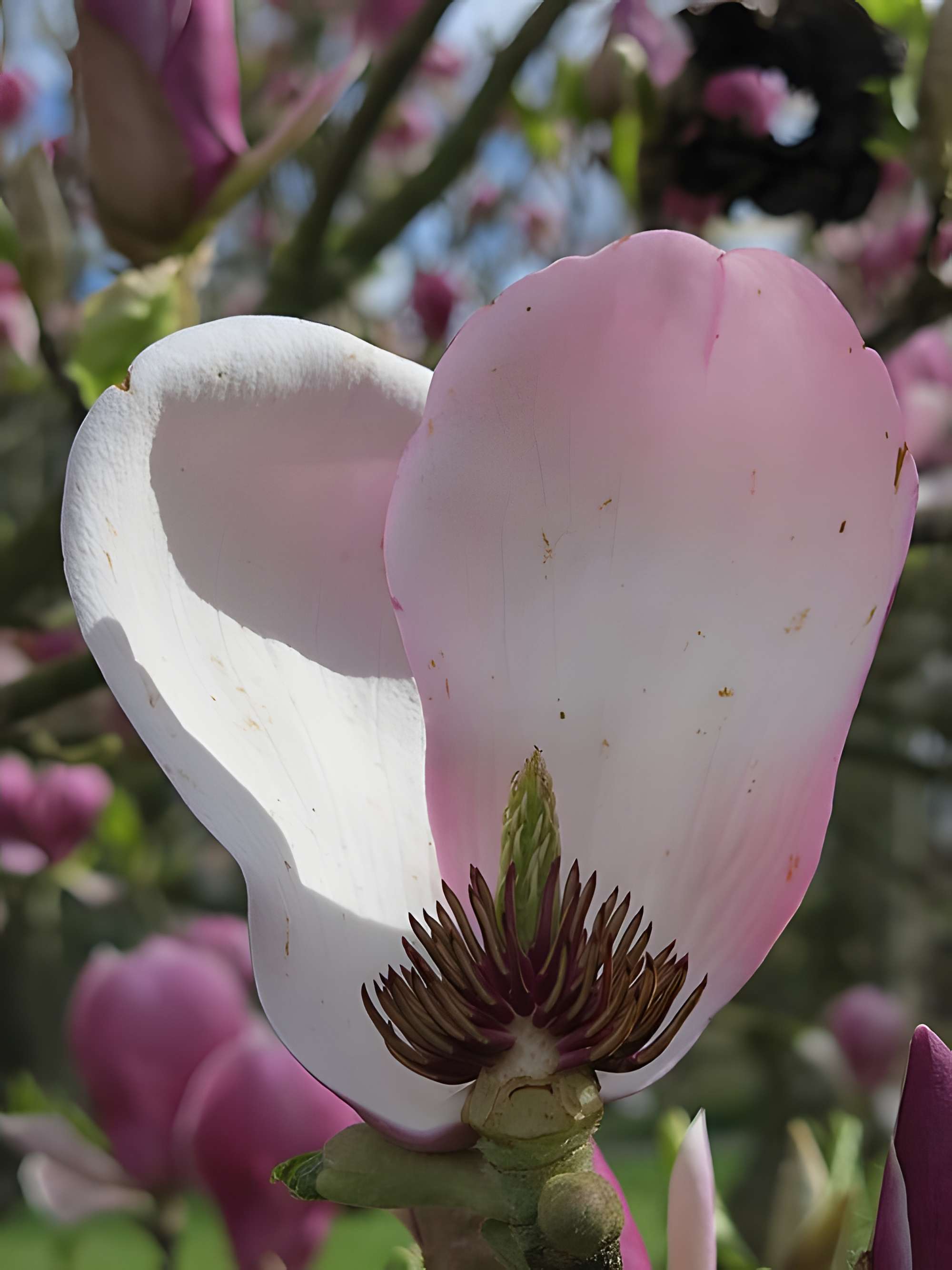 Couvent des Capucins de Coulommiers
