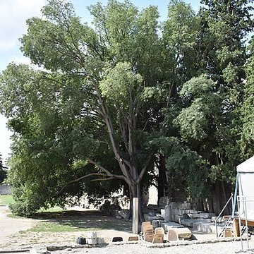 Théâtre antique dArles