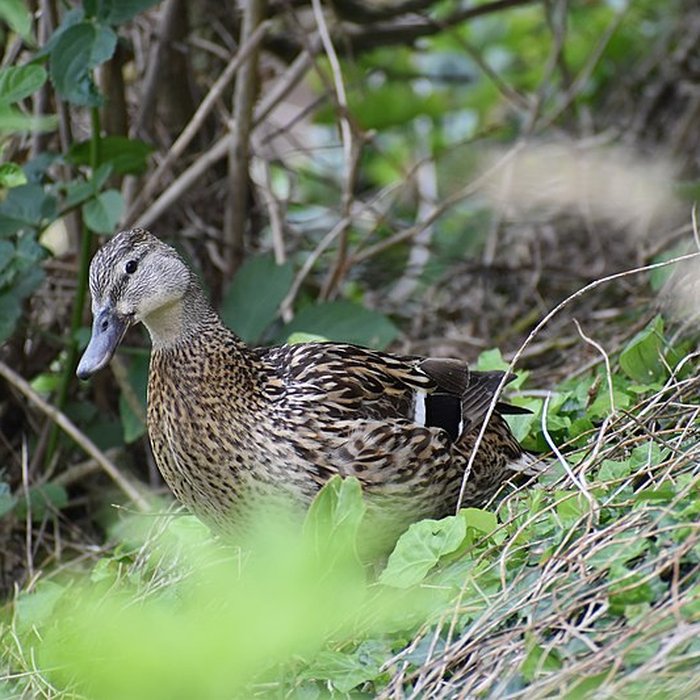 Photo de Tombeau de Chateaubriand à Saint-Malo