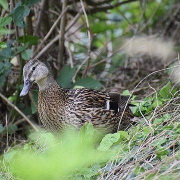 Tombeau de Chateaubriand à Saint-Malo