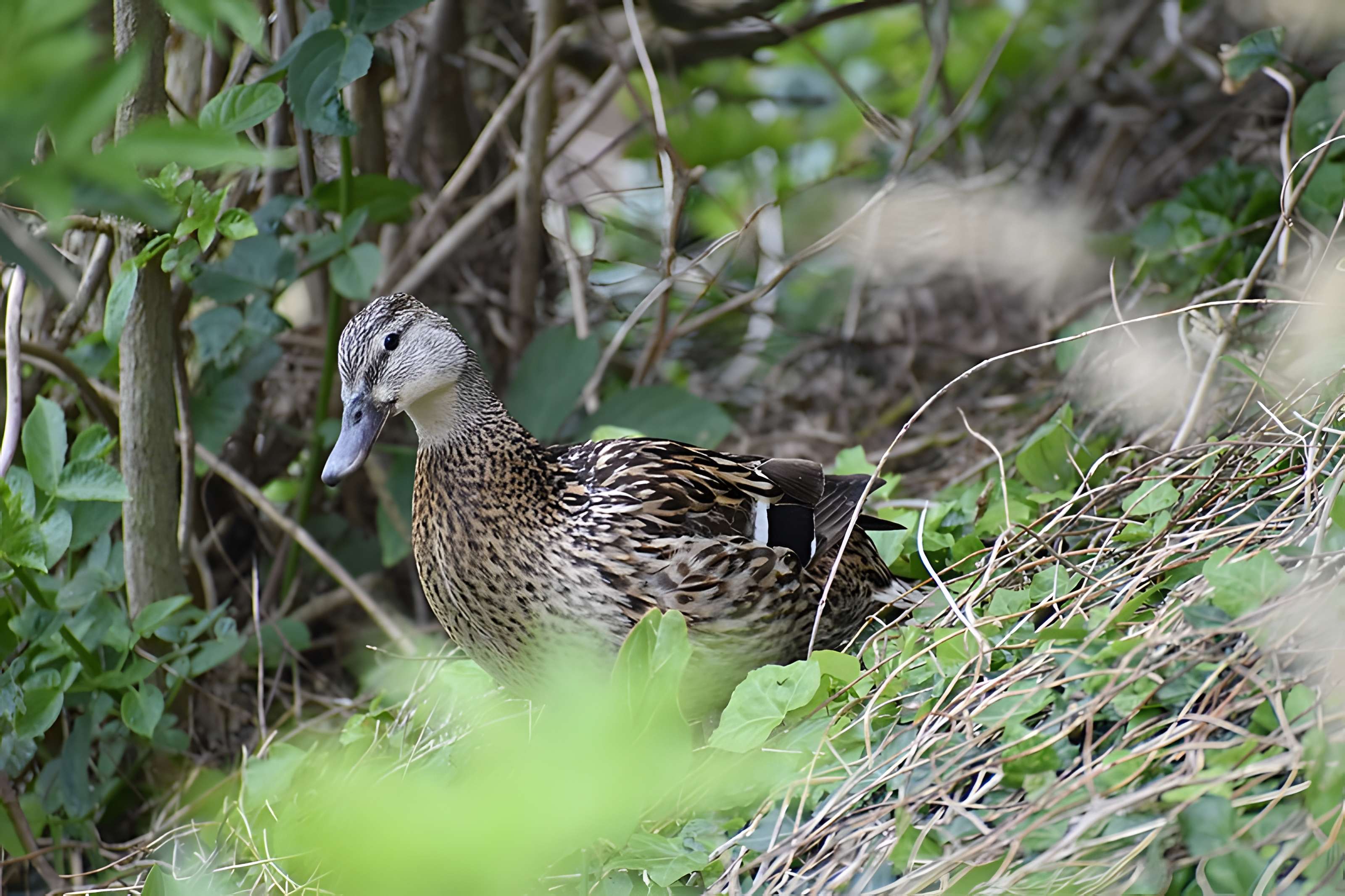 Tombeau de Chateaubriand à Saint-Malo
