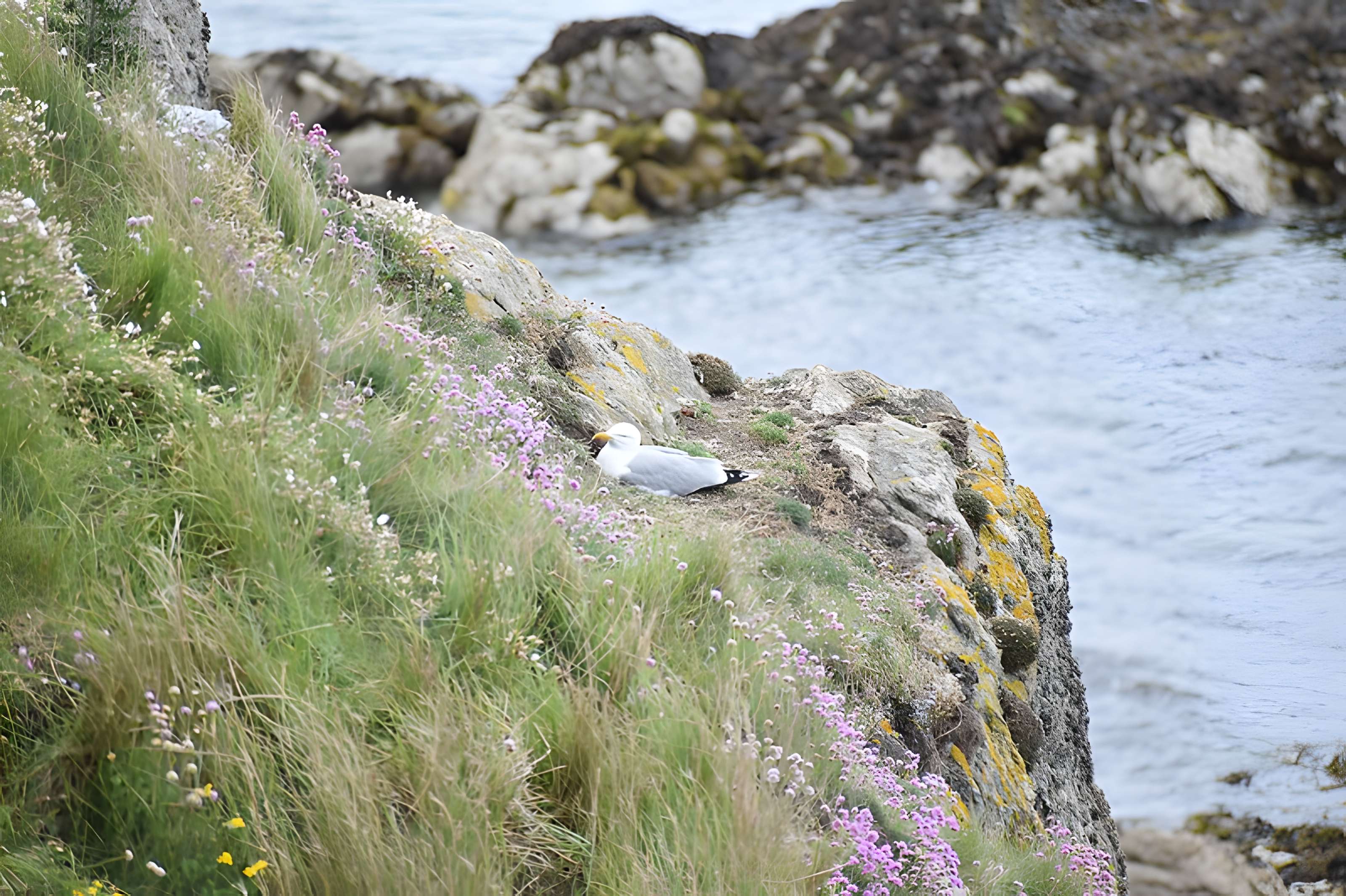 Tombeau de Chateaubriand à Saint-Malo