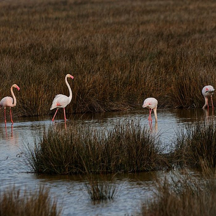 Photo de Tour Carbonnière de Saint-Laurent-dAigouze