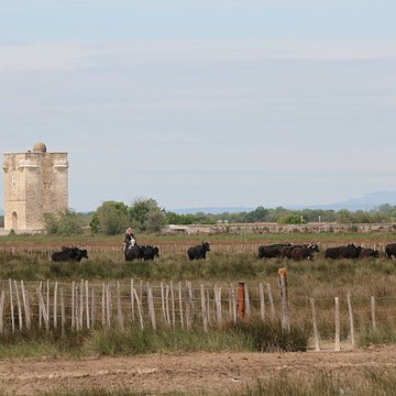 Tour Carbonnière de Saint-Laurent-dAigouze