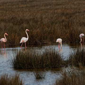 Tour Carbonnière de Saint-Laurent-dAigouze