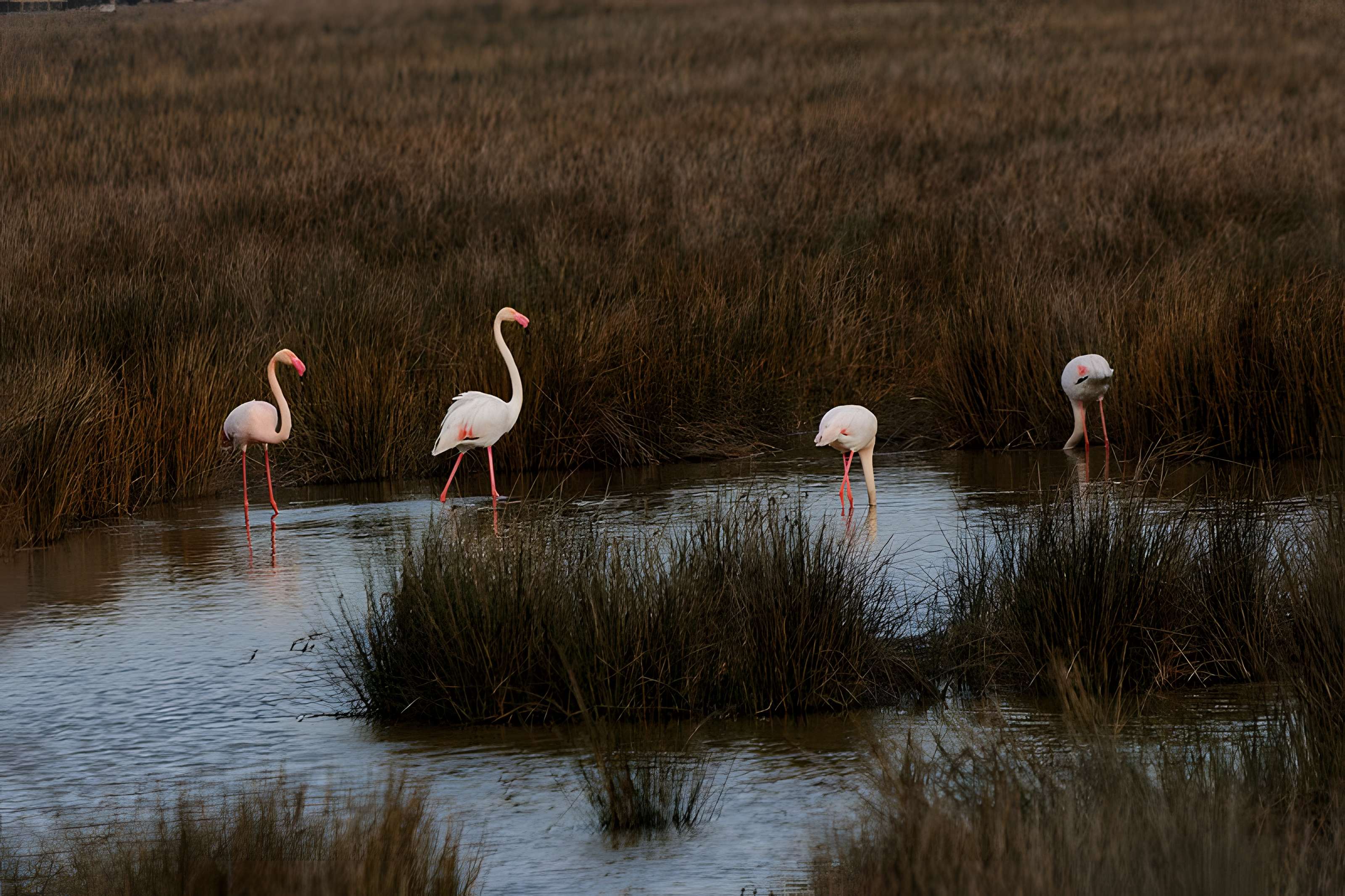 Tour Carbonnière de Saint-Laurent-d'Aigouze