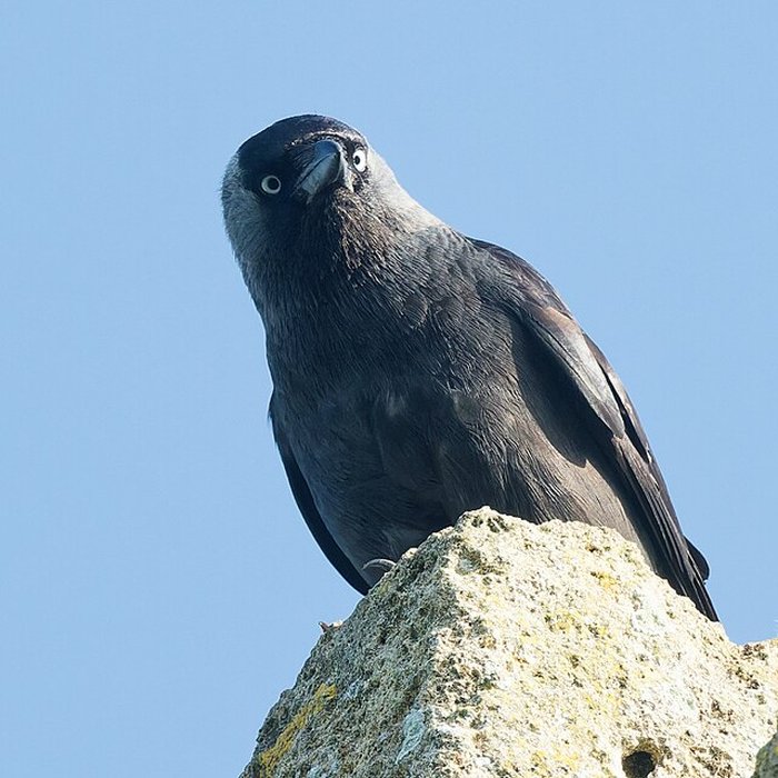 Photo de Tour de Broue à Saint-Sornin