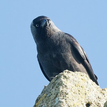 Tour de Broue à Saint-Sornin