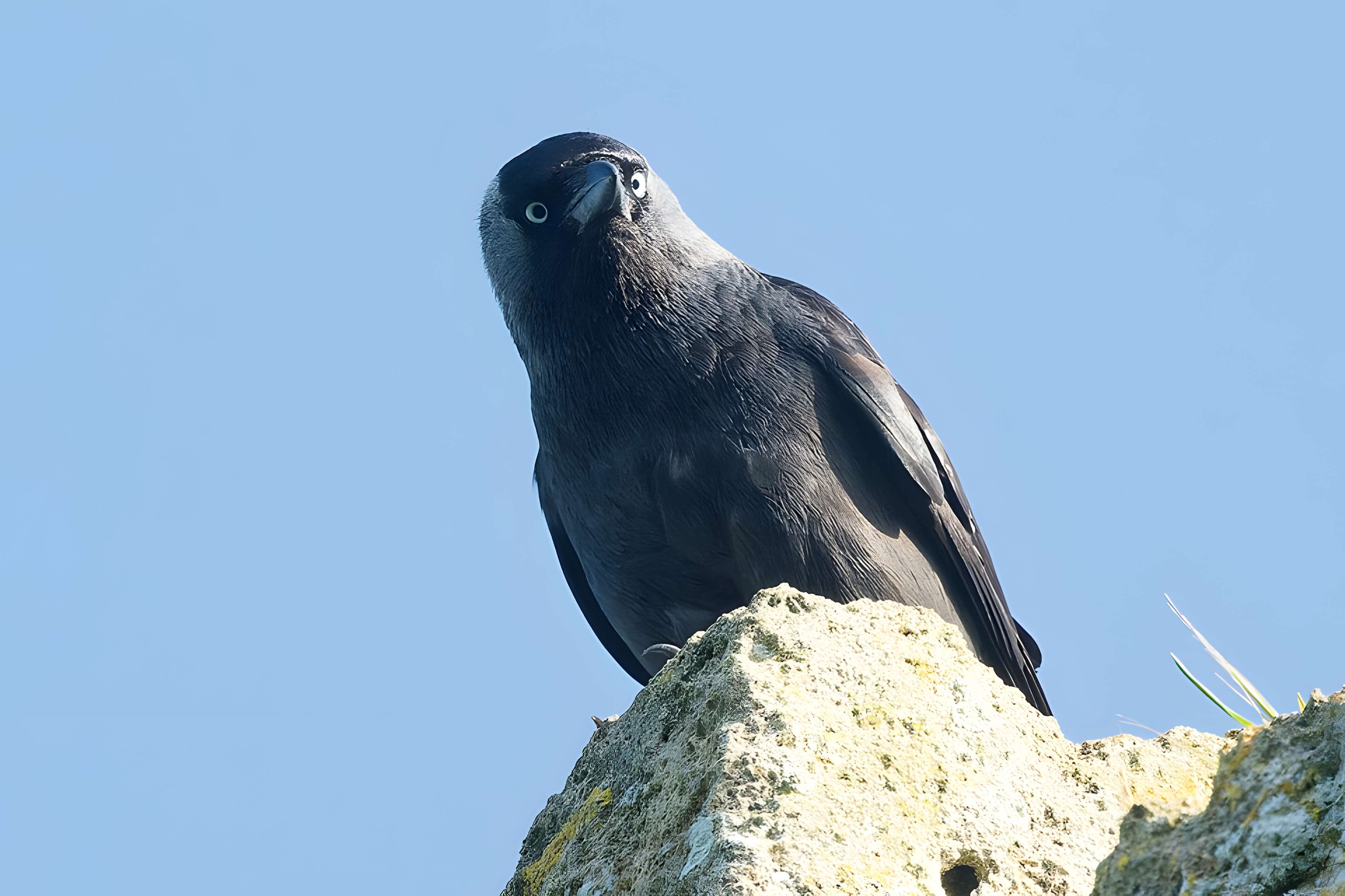 Tour de Broue à Saint-Sornin