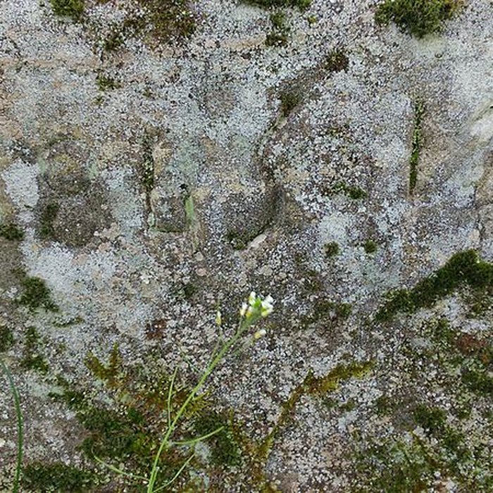 Photo de Croix monumentale du Mont-Dahin