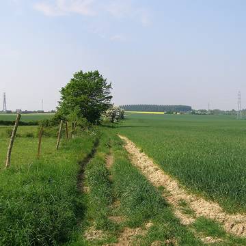 Deux menhirs dits Pierre Martine à Solre-le-Château