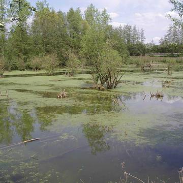 Deux menhirs dits Pierre Martine à Solre-le-Château