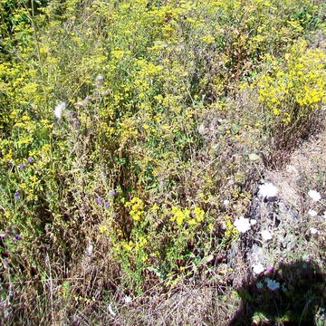 Dolmen de Coppière à Montreuil-sur-Epte