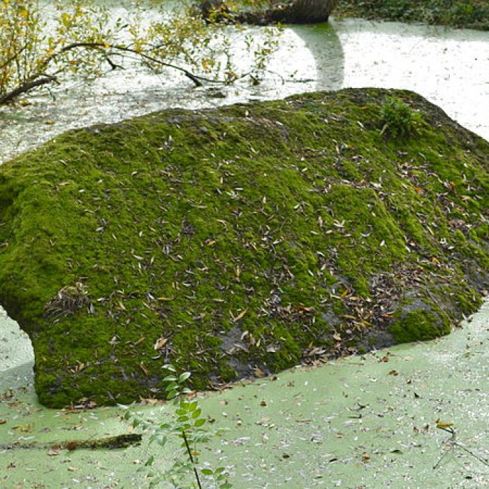 Photo de Dolmen de la Pierre Couvretière à Ancenis