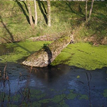 Dolmen de la Pierre Couvretière à Ancenis
