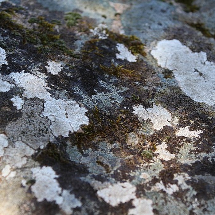 Photo de Dolmen de Mané Rohr à La Trinité-sur-Mer