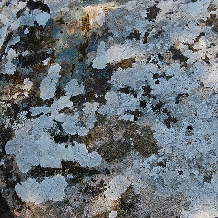 Photo de Dolmen de Mané Rohr à La Trinité-sur-Mer