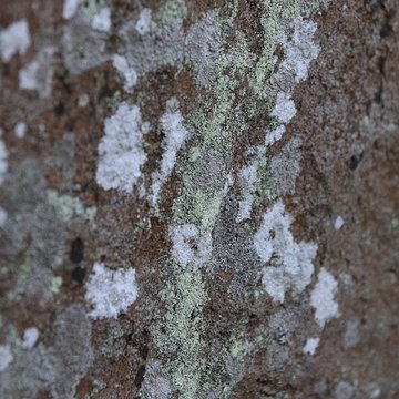 Dolmen de Mané Rohr à La Trinité-sur-Mer