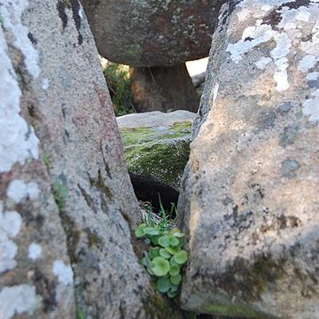 Dolmen de Mané Rohr à La Trinité-sur-Mer
