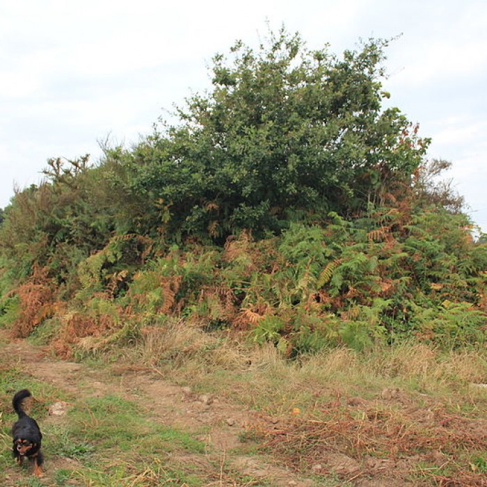 Photo de Dolmen de Nelhouët à Caudan