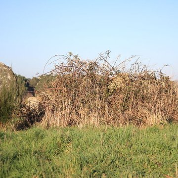Dolmen dEr-Roch-Vras à Carnac