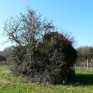 Dolmen dEylias à Eymet