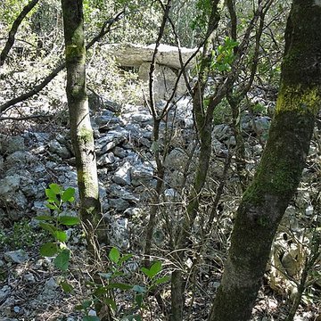 Dolmens de la forêt de Malbosc à Saint-Remèze
