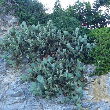 Tour Philippe le Bel de Villeneuve-lès-Avignon