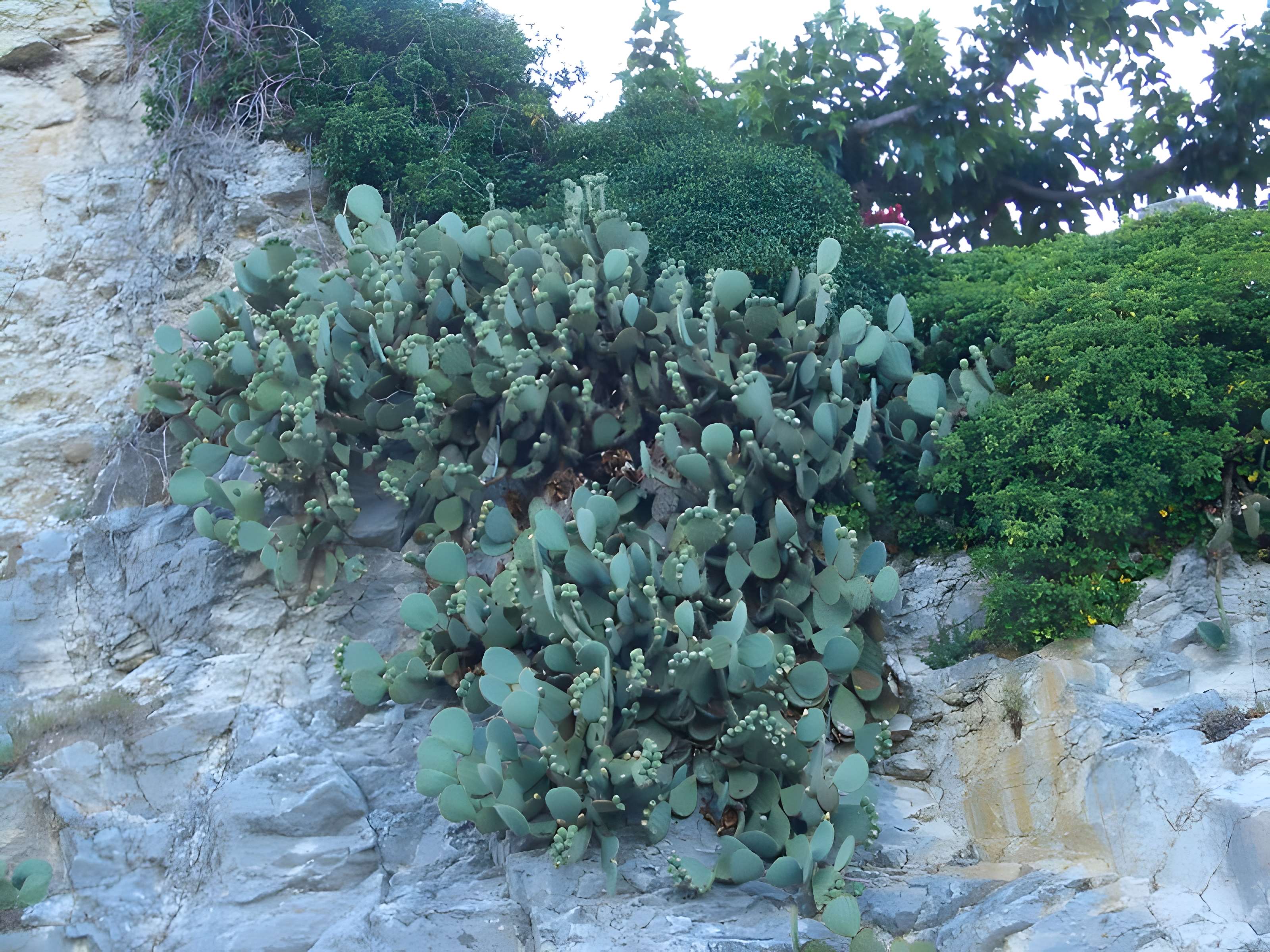 Tour Philippe le Bel de Villeneuve-lès-Avignon