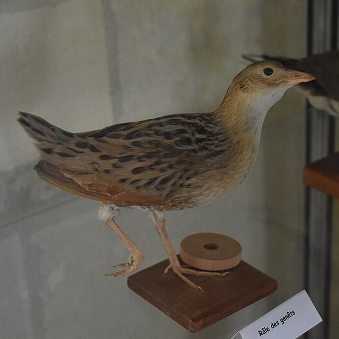 Photo de Tour Saint-Louis de Port-Saint-Louis-du-Rhône