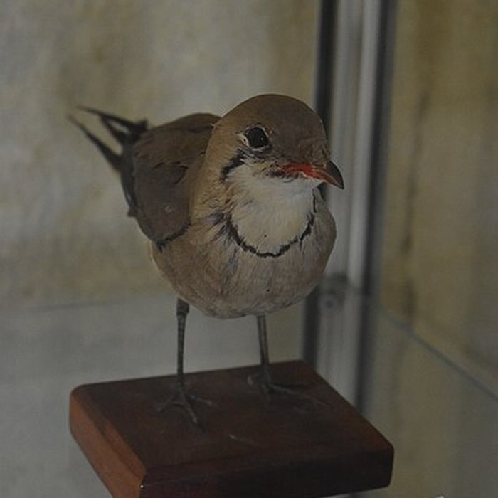 Photo de Tour Saint-Louis de Port-Saint-Louis-du-Rhône