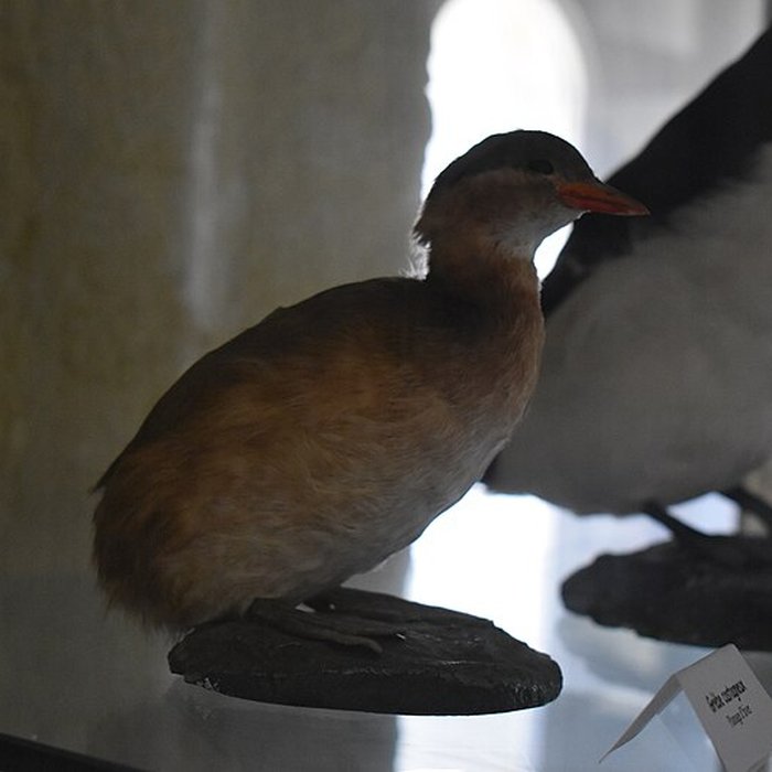 Photo de Tour Saint-Louis de Port-Saint-Louis-du-Rhône