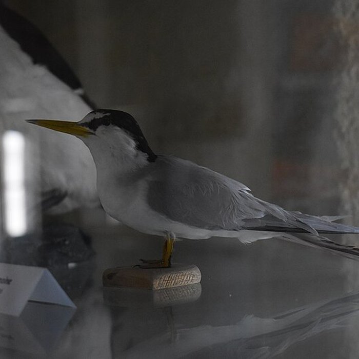 Photo de Tour Saint-Louis de Port-Saint-Louis-du-Rhône