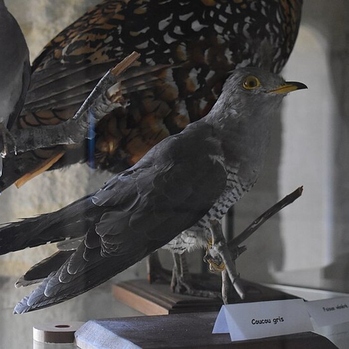 Photo de Tour Saint-Louis de Port-Saint-Louis-du-Rhône