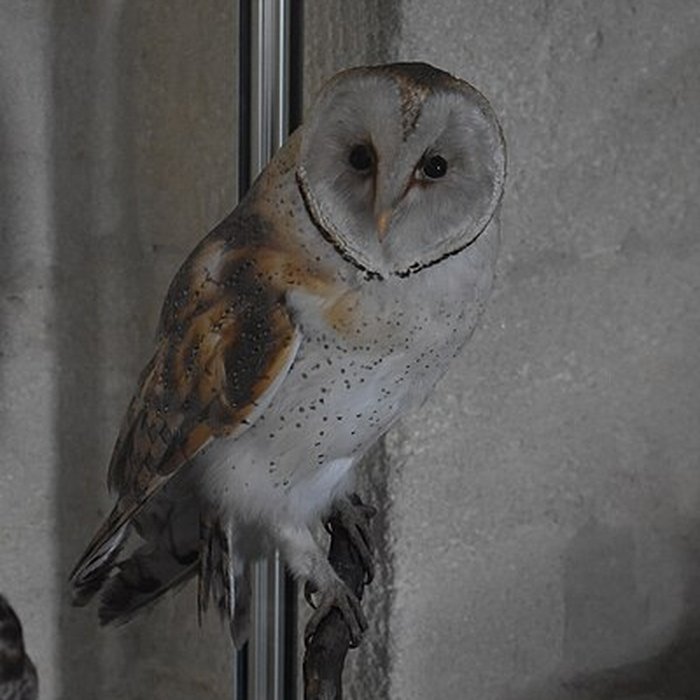 Photo de Tour Saint-Louis de Port-Saint-Louis-du-Rhône