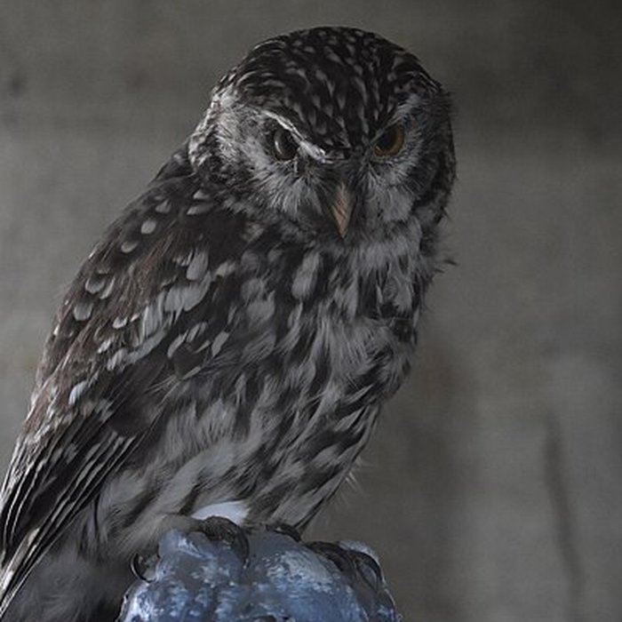 Photo de Tour Saint-Louis de Port-Saint-Louis-du-Rhône