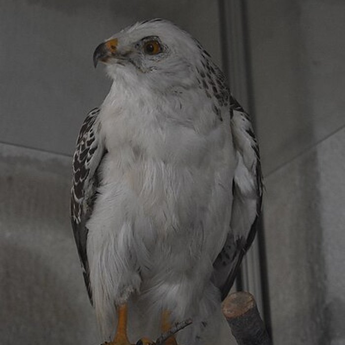 Photo de Tour Saint-Louis de Port-Saint-Louis-du-Rhône