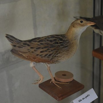 Tour Saint-Louis de Port-Saint-Louis-du-Rhône