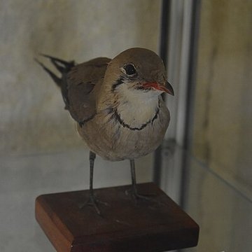 Tour Saint-Louis de Port-Saint-Louis-du-Rhône