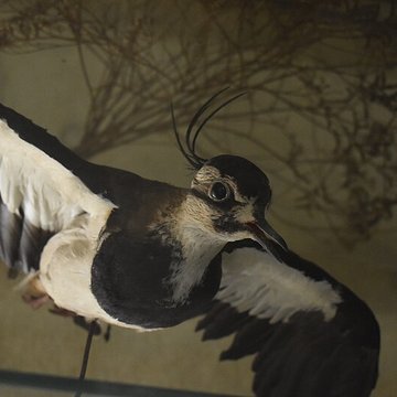 Tour Saint-Louis de Port-Saint-Louis-du-Rhône