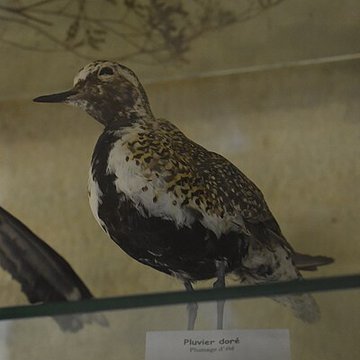 Tour Saint-Louis de Port-Saint-Louis-du-Rhône