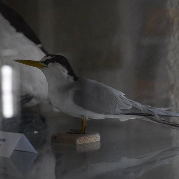 Tour Saint-Louis de Port-Saint-Louis-du-Rhône