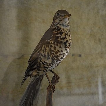 Tour Saint-Louis de Port-Saint-Louis-du-Rhône