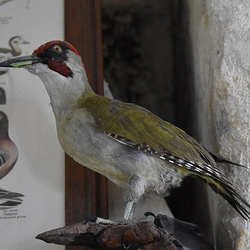 Tour Saint-Louis de Port-Saint-Louis-du-Rhône