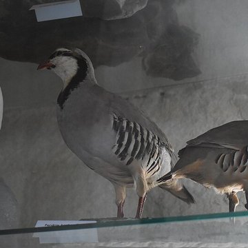 Tour Saint-Louis de Port-Saint-Louis-du-Rhône