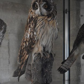 Tour Saint-Louis de Port-Saint-Louis-du-Rhône